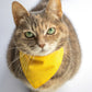 Pet Bandana - "Sunny Yellow" - Bandana for Cat, Small Dog, Little Pet / Wedding, Winter, Fall, Summer / Slide-on Bandana / Over-the-Collar