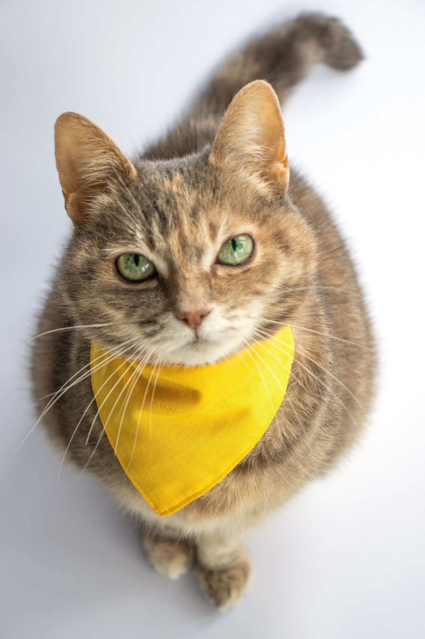 Pet Bandana - "Sunny Yellow" - Bandana for Cat, Small Dog, Little Pet / Wedding, Winter, Fall, Summer / Slide-on Bandana / Over-the-Collar