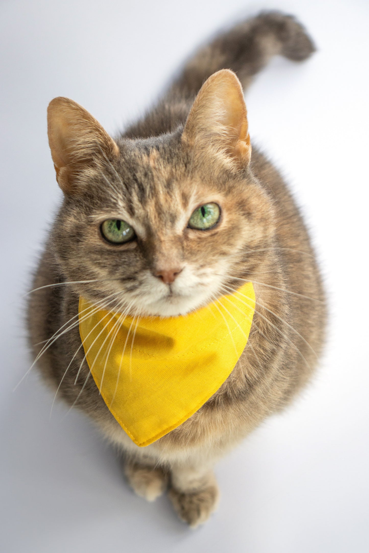 Pet Bandana - "Green dots" - Bandana for Cat, Small Dog, Little Pet / St Patrick's Day / Shamrock / Slide-on Bandana / Over-the-Collar