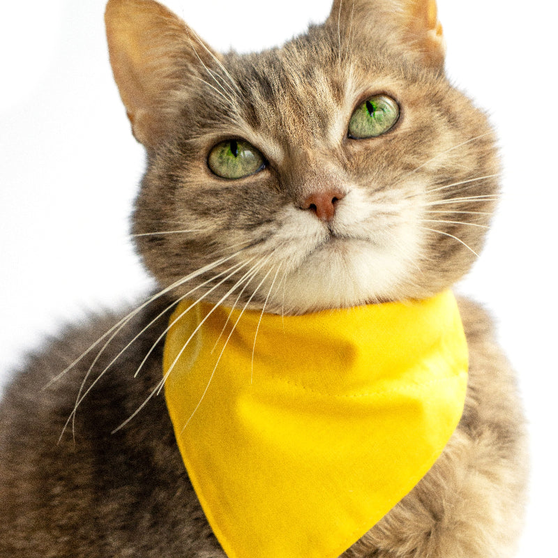 Cute tabby cat with green eyes wearing a bright yellow pet bandana
