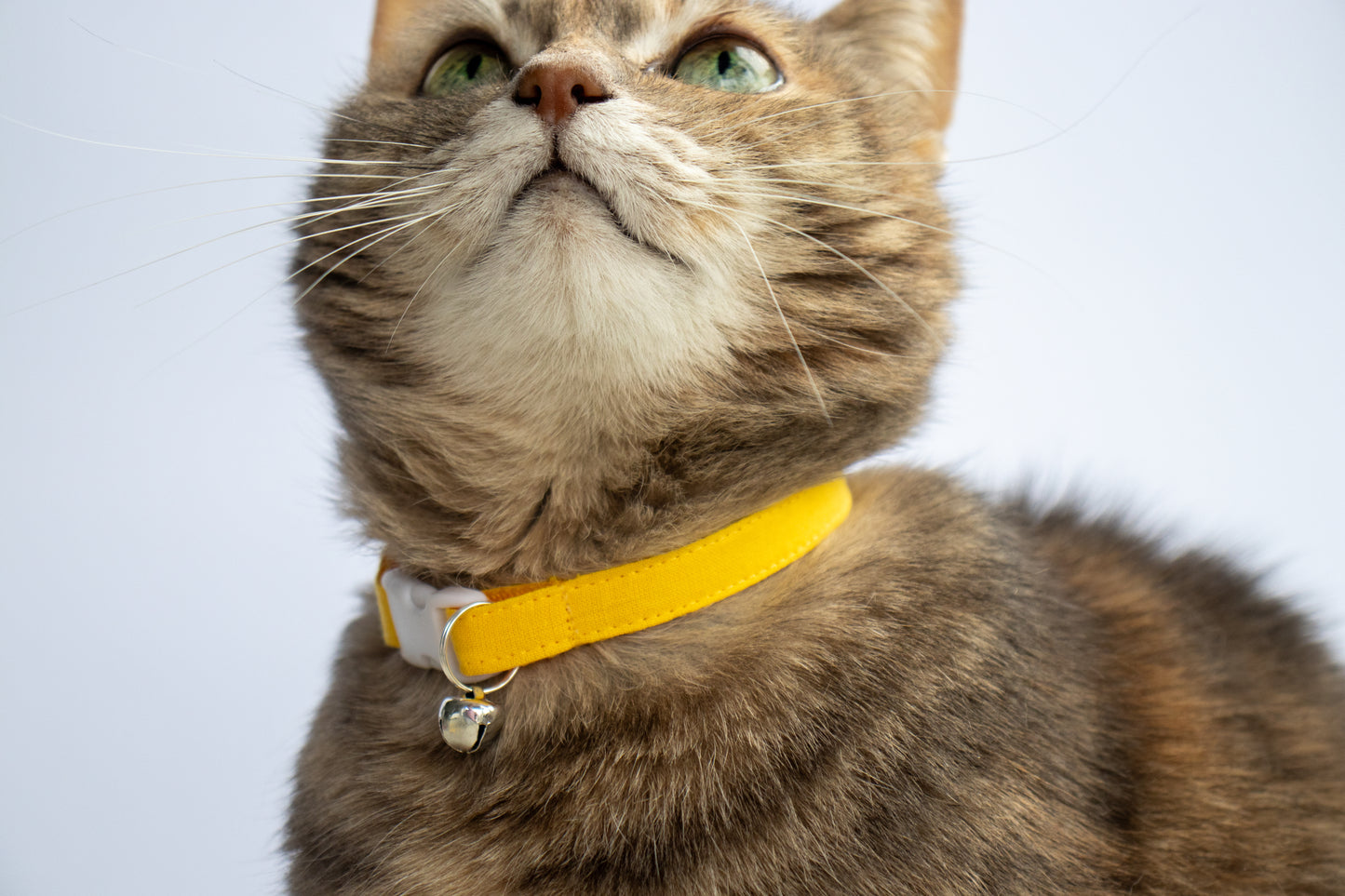 Pet Collar - "Sunny Yellow" - Cat Collar Breakaway /Non Breakaway / Cat, Kitten, Small Dog, Little Pets Sizes