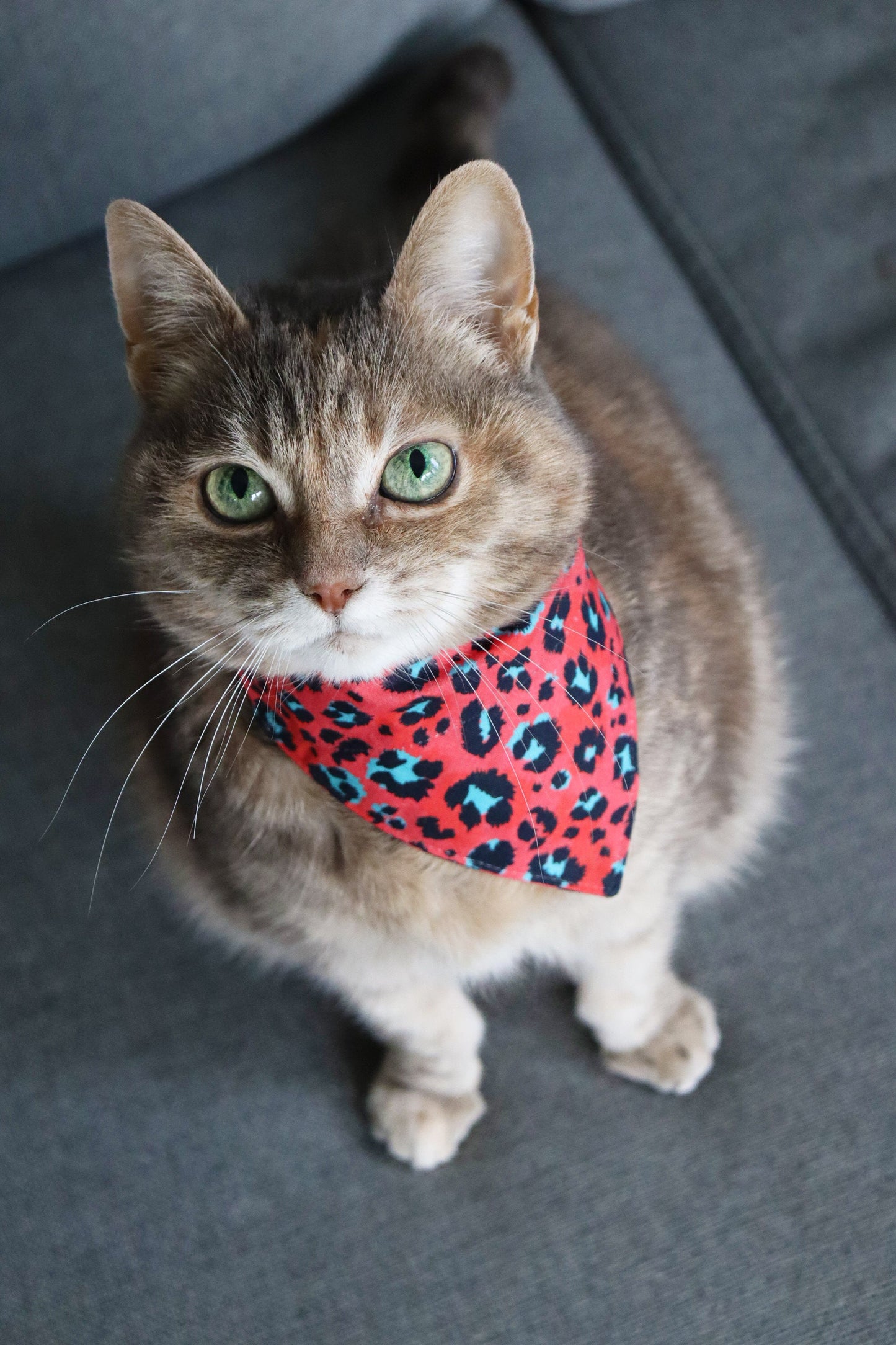 Pet Bandana - "Pink" - Bandana for Cat, Small Dog, Little Pet / Wedding, Winter, Fall, Summer / Slide-on Bandana / Over-the-Collar