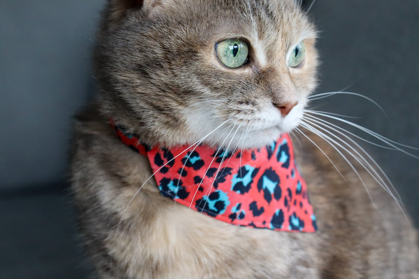 Pet Bandana - "Blue Plaid" - Bandana for Cat, Small Dog, Little Pet / Wedding, Winter, Fall, Summer / Slide-on Bandana / Over-the-Collar