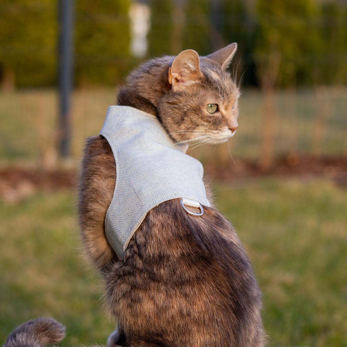 Tweed Cat Harness for Adult cats. One Size. Simple and Secure. Airtag Pocket optional (Copy)