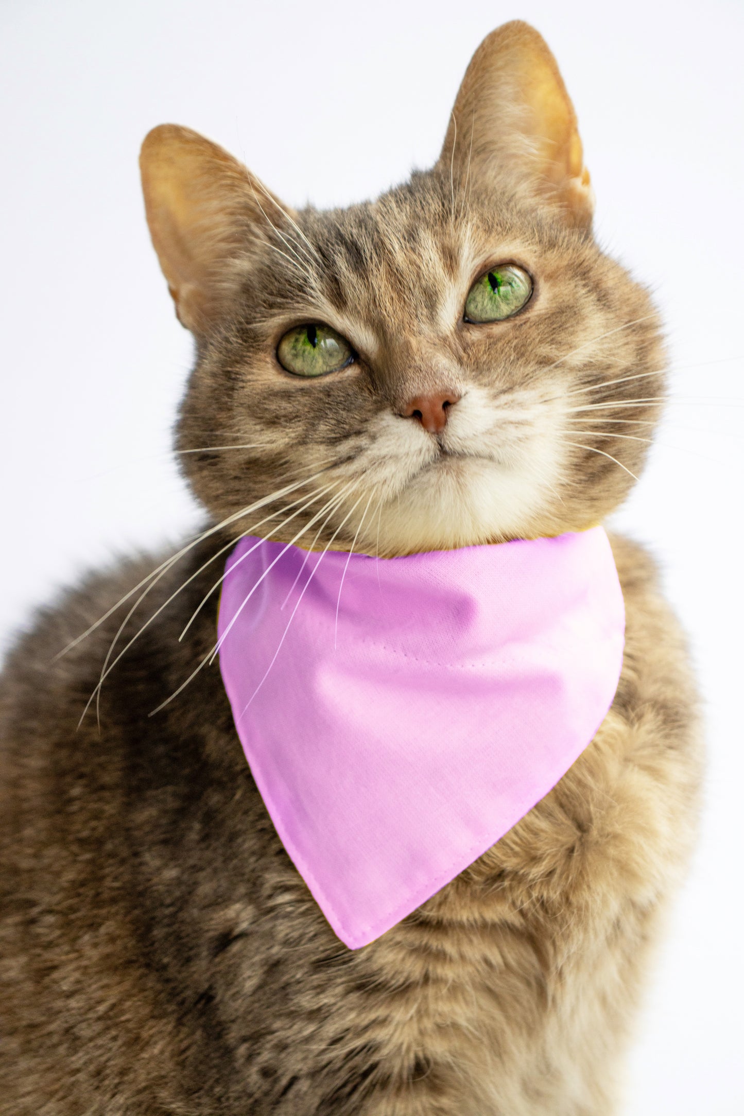 Pet Bandana - "Pink" - Bandana for Cat, Small Dog, Little Pet / Wedding, Winter, Fall, Summer / Slide-on Bandana / Over-the-Collar