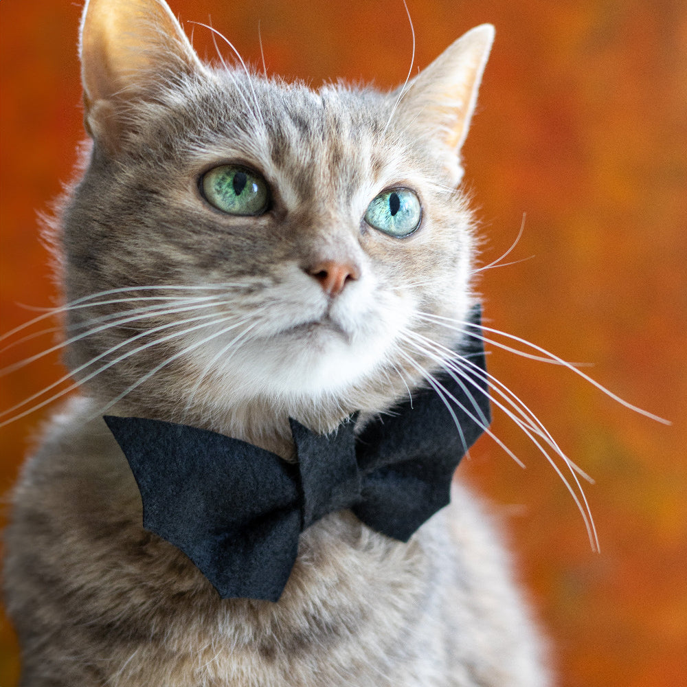 ONE size felt bow tie Bat-shaped, a must-have for every fashionable pet for Halloween party. 