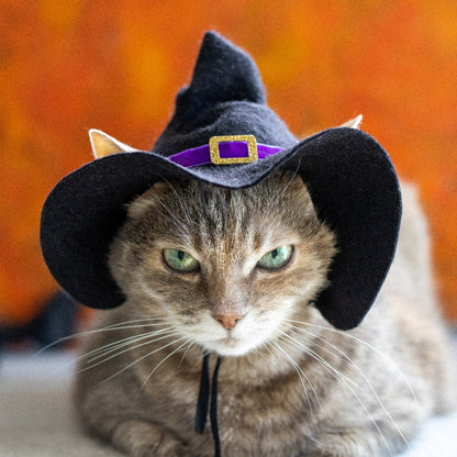 Cute tabby cat wearing a black witch hat with violet trim, Halloween pet costume