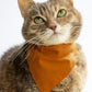 Pet Bandana - "Ginger" - Bandana for Cat, Small Dog, Little Pet / Wedding, Winter, Fall, Summer / Slide-on Bandana / Over-the-Collar