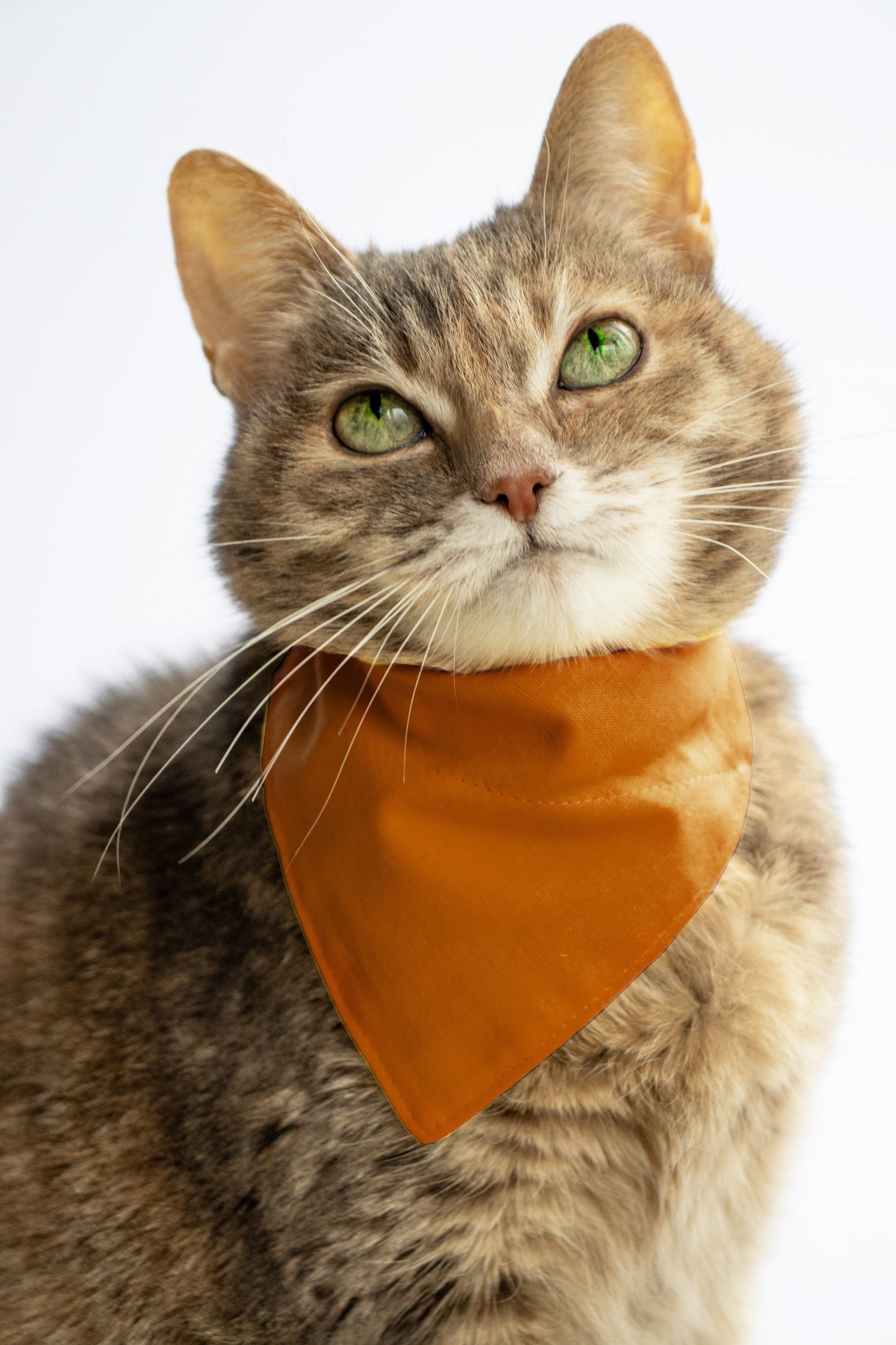 Pet Bandana - "Ginger" - Bandana for Cat, Small Dog, Little Pet / Wedding, Winter, Fall, Summer / Slide-on Bandana / Over-the-Collar