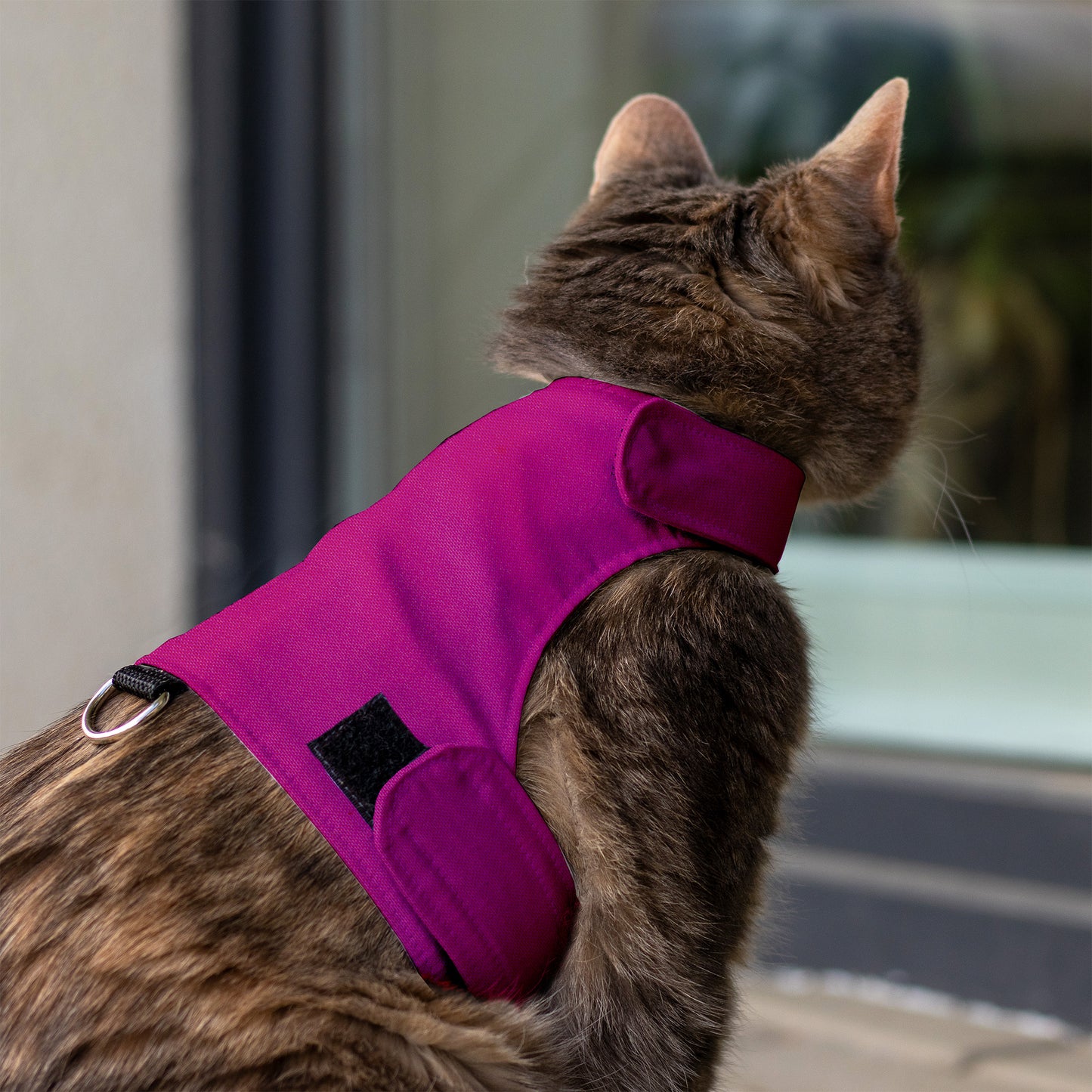 Simple and Secure Cat Harness for Adult cats. One Size. Airtag Pocket optional
