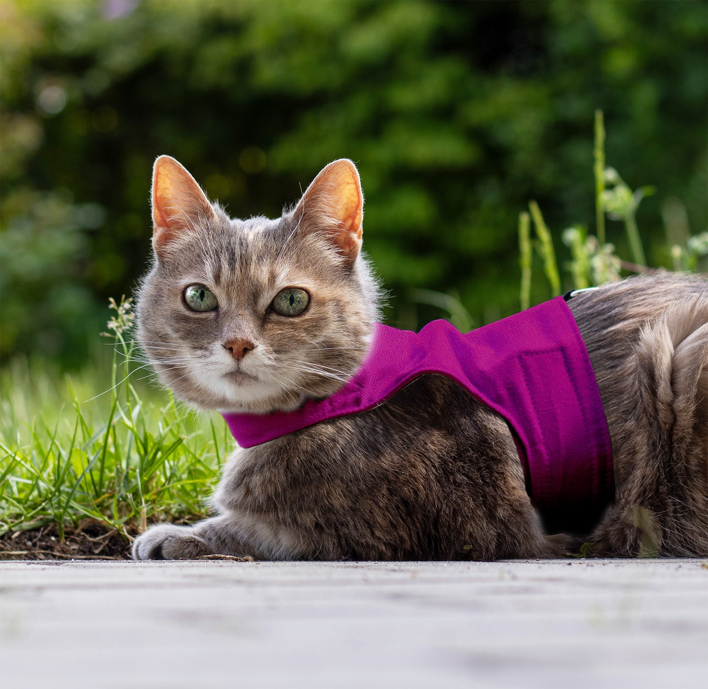 Simple and Secure Cat Harness for Adult cats. One Size. Airtag Pocket optional