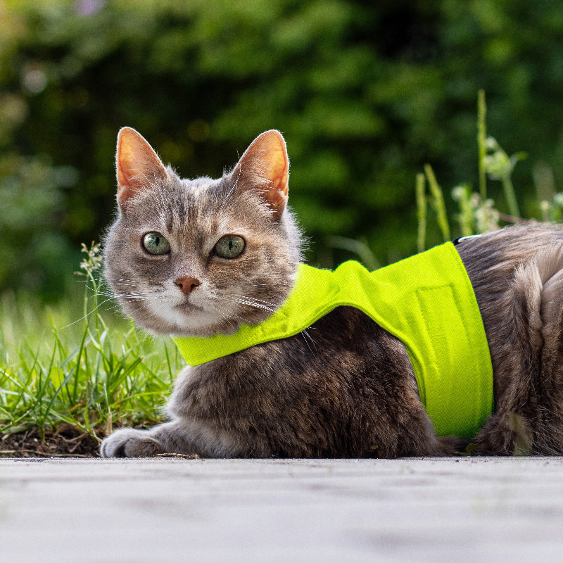 Escape proof cat harness with adjustable velcro straps and leash D-ring, safety harness for cats