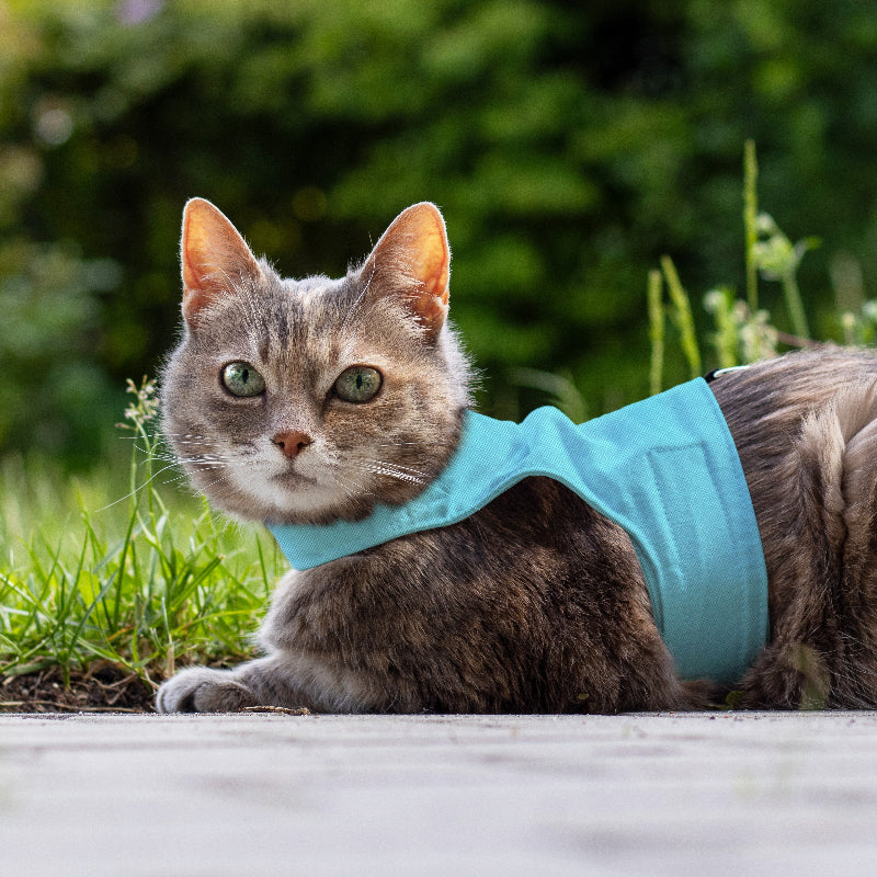 Cat wearing a blue harness outdoors with greenery in the background