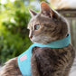 Cat wearing a turquoise harness with a pink patch outdoors
