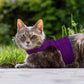 Cat wearing a purple harness sitting on grass
