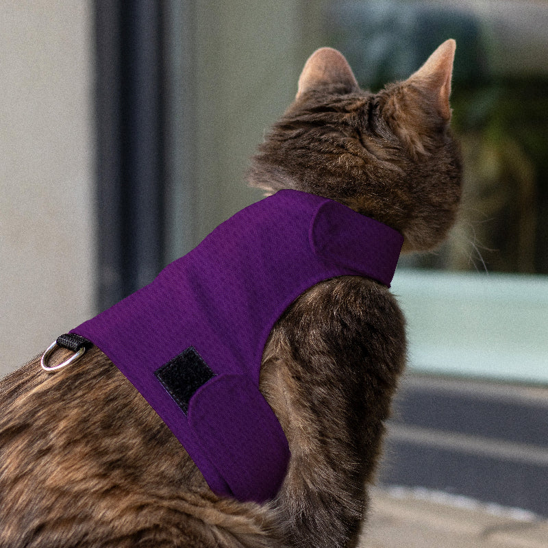 Cat wearing a purple harness looking out of a window
