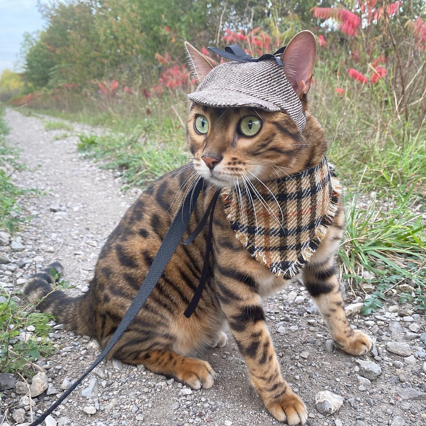 Tweed-style hat for a cat with a small brim  shown on a bengal cat