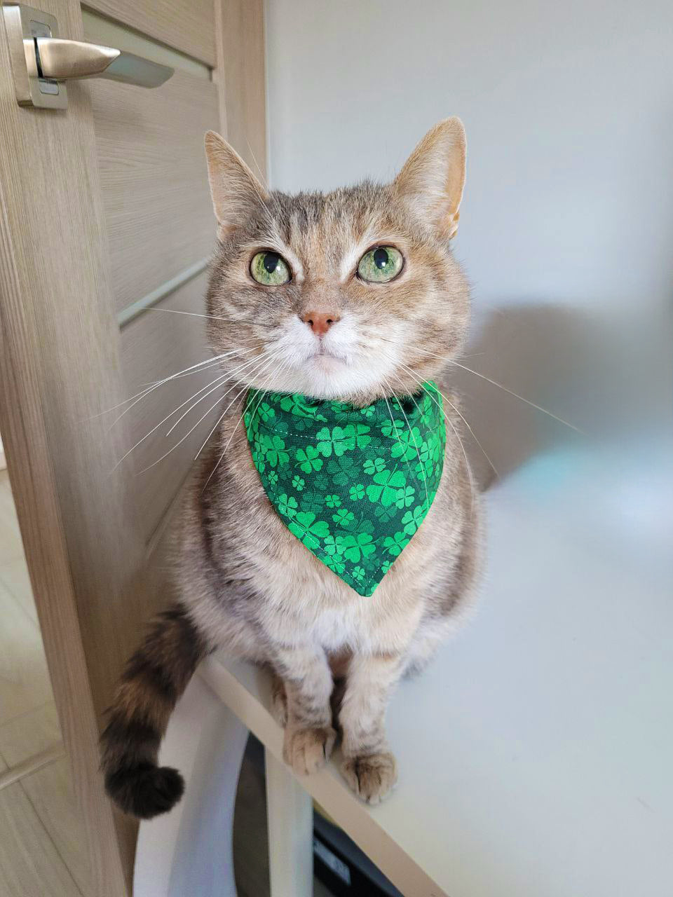 Pet Bandana - "Green Orange" - Bandana for Cat, Small Dog, Little Pet / St Patrick's Day / Shamrock / Slide-on Bandana / Over-the-Collar