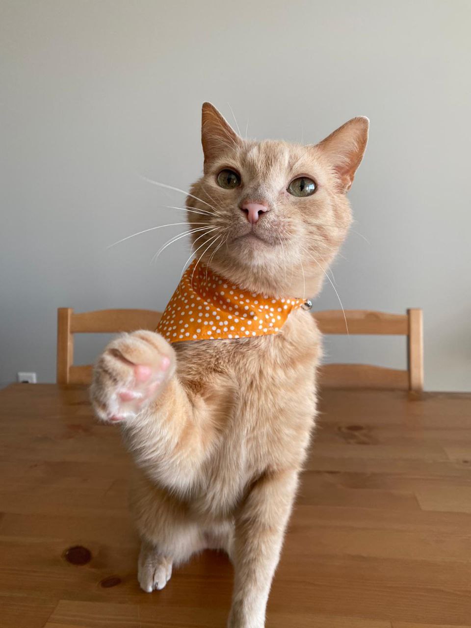 Pet Bandana - "Purple-hearts" - Bandana for Cat, Small Dog, Little Pet / Wedding, Winter, Fall, Summer / Slide-on Bandana / Over-the-Collar