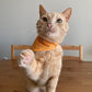 Pet Bandana - "Sunny Yellow" - Bandana for Cat, Small Dog, Little Pet / Wedding, Winter, Fall, Summer / Slide-on Bandana / Over-the-Collar