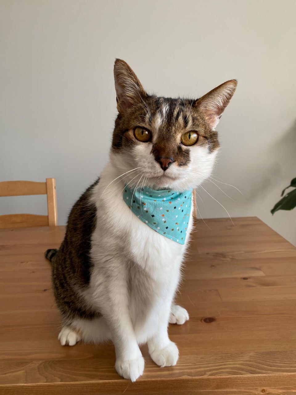 Pet Bandana - "Colorful Plaid " - Bandana for Cat, Small Dog, Little Pet / Summer, Spring, Winter, Fall, Wedding / Slide-on Bandana