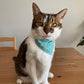 Pet Bandana - "Sunny Yellow" - Bandana for Cat, Small Dog, Little Pet / Wedding, Winter, Fall, Summer / Slide-on Bandana / Over-the-Collar