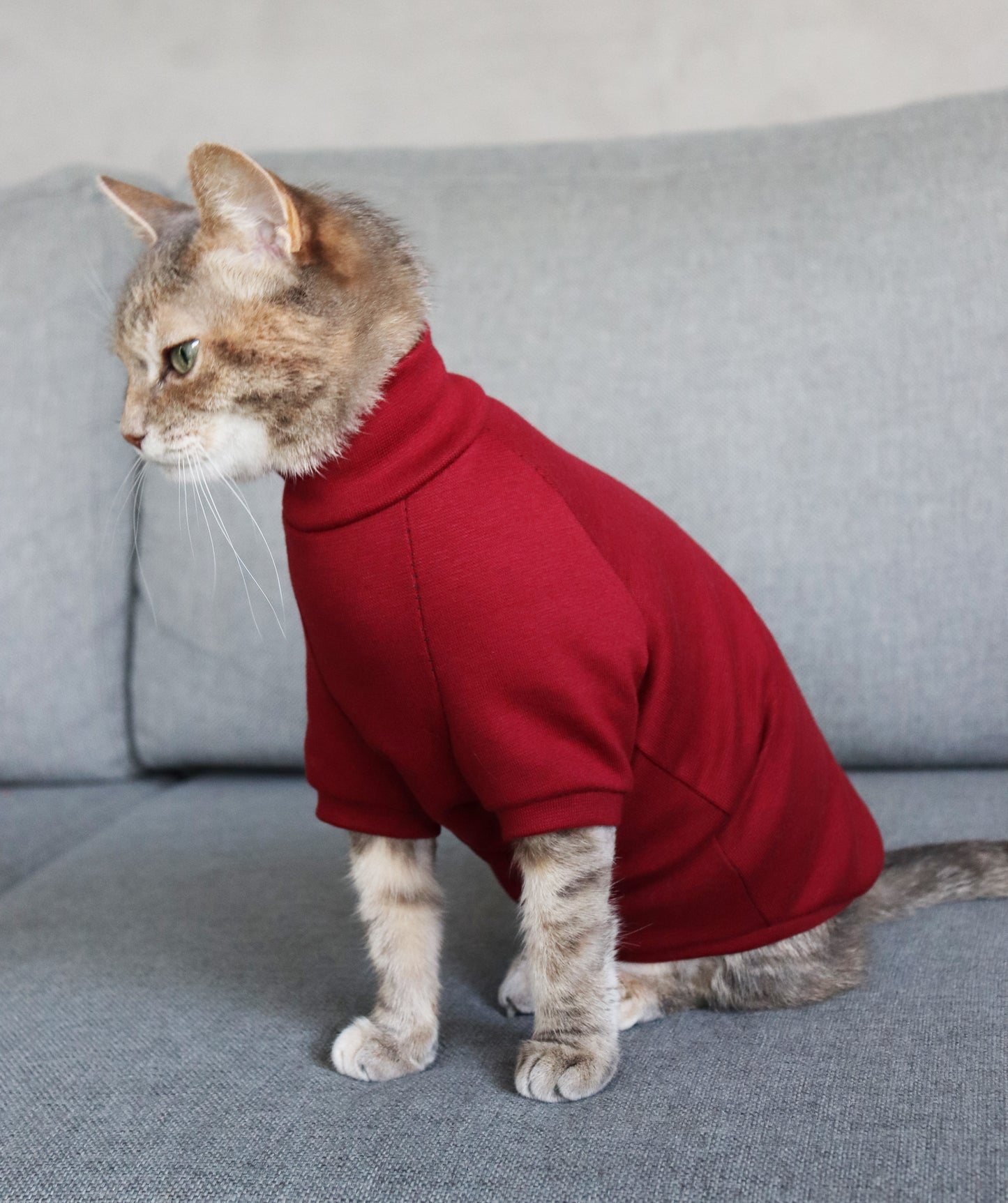 Burgundy cotton sweater for Cat. Turtleneck for Sphynx and all cats breeds