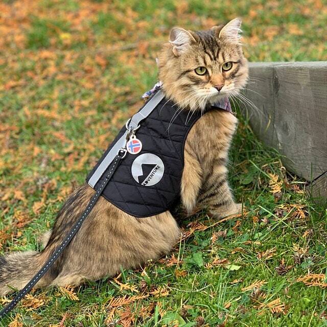 Difficult to escape warm safety quilted cat harness with reflective pa ALLCATSGOOD