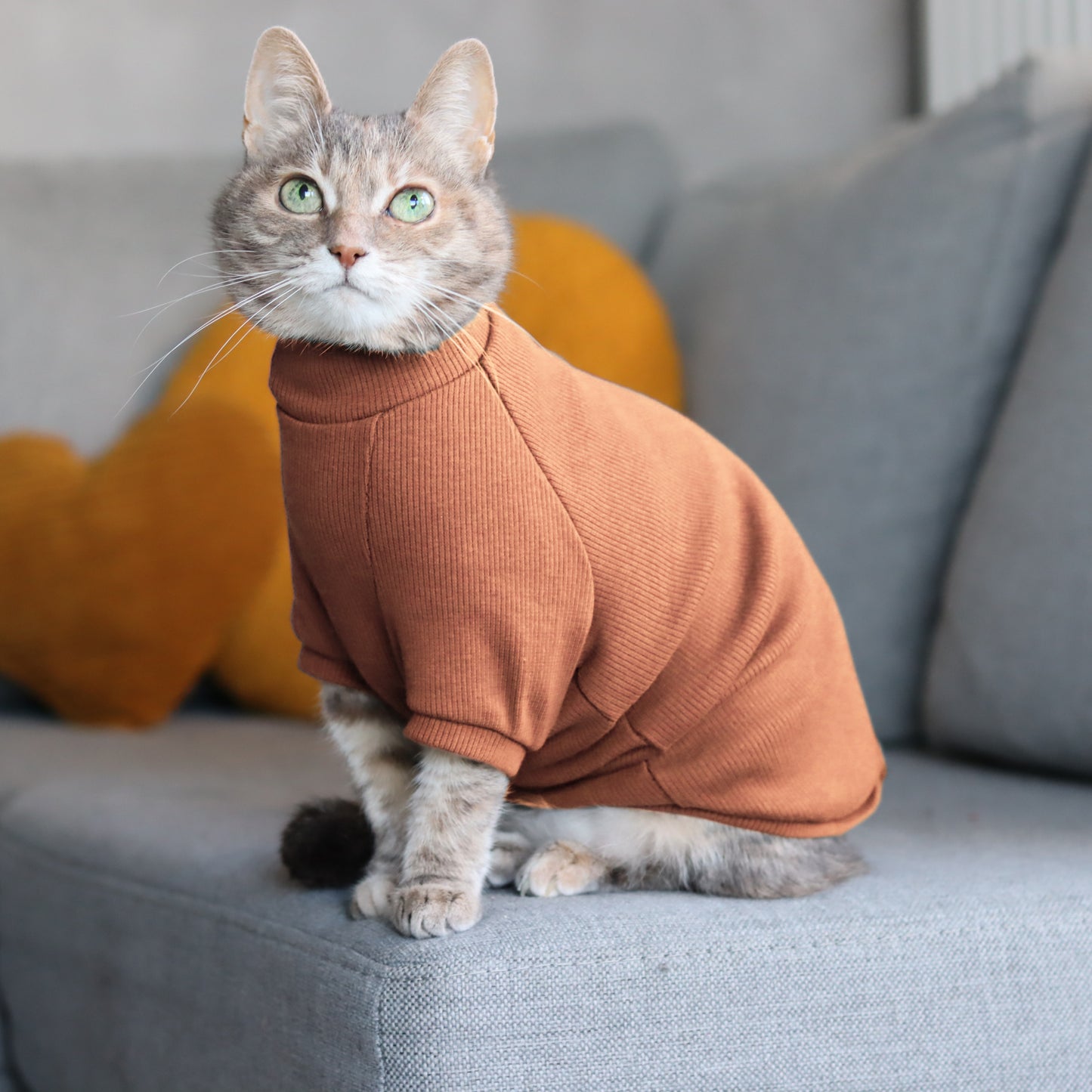 Ginger cotton sweater for Cat. Shirt for Sphynx and all cats breeds