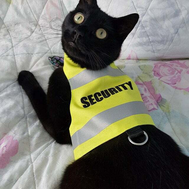Difficult to escape water-repellent safety cat harness with reflective stripes "Security"