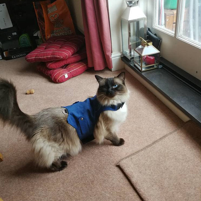Difficult to escape dark blue cat harness