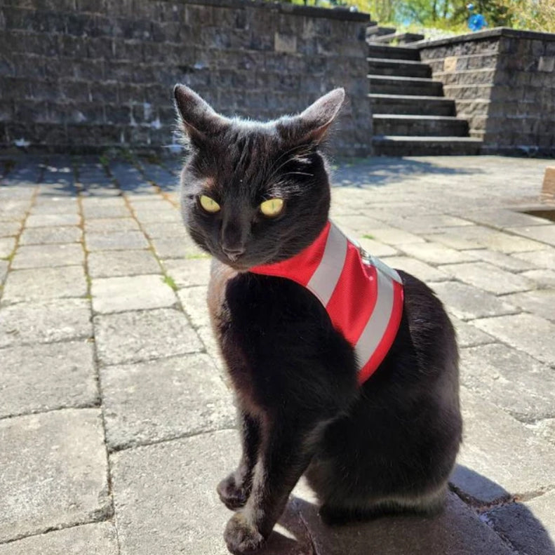 Difficult to escape high visibility water-repellent safety cat harness with reflective stripes. Poppy red