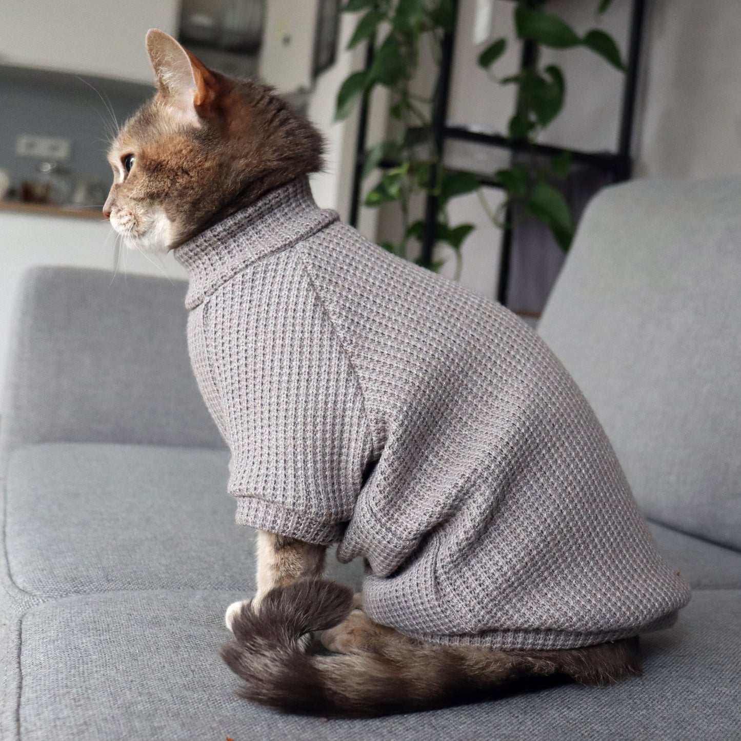 Gray sweater for Cat. Slip-on for Sphynx, hairless cats and all cats breeds