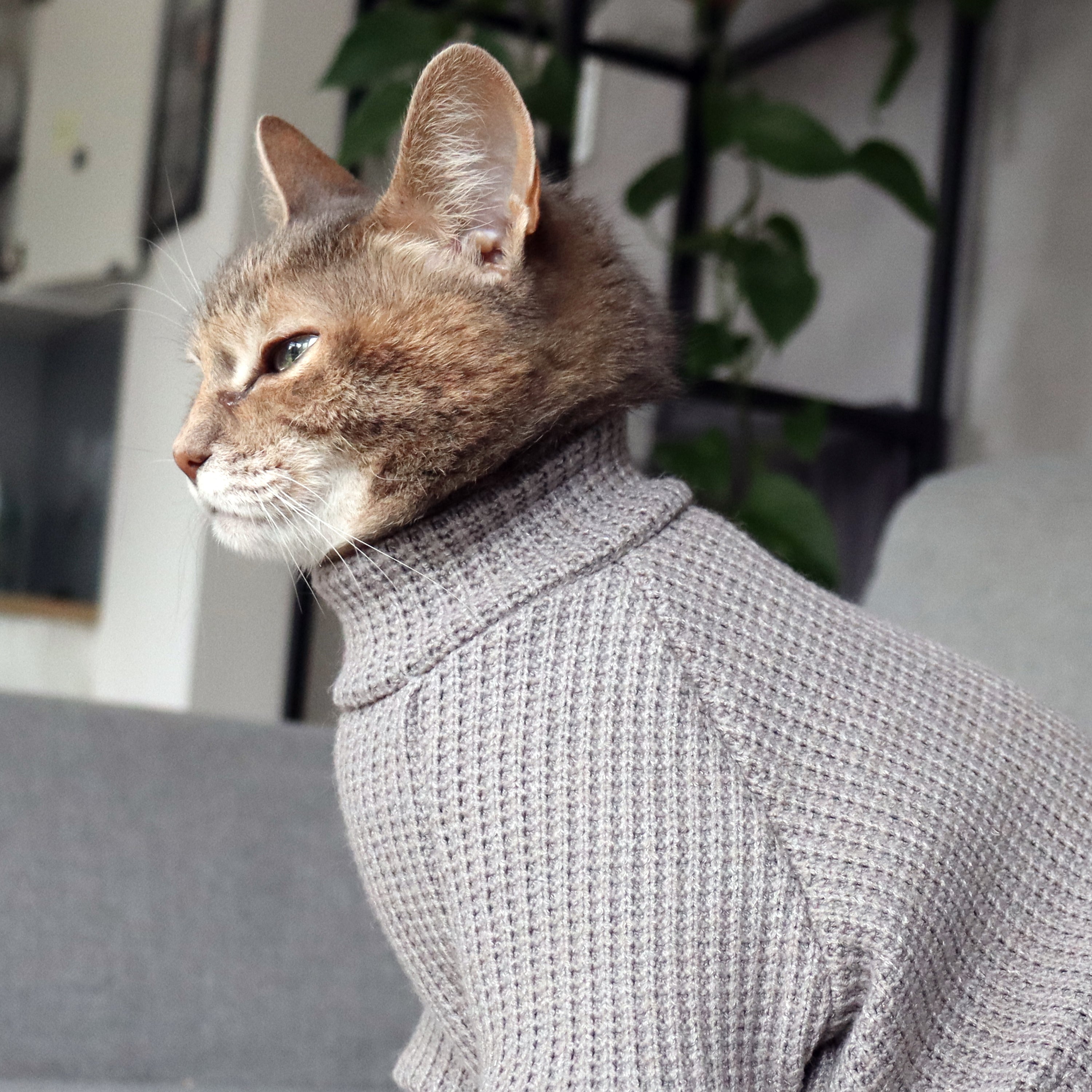 Crocheted sweaters for retail cats