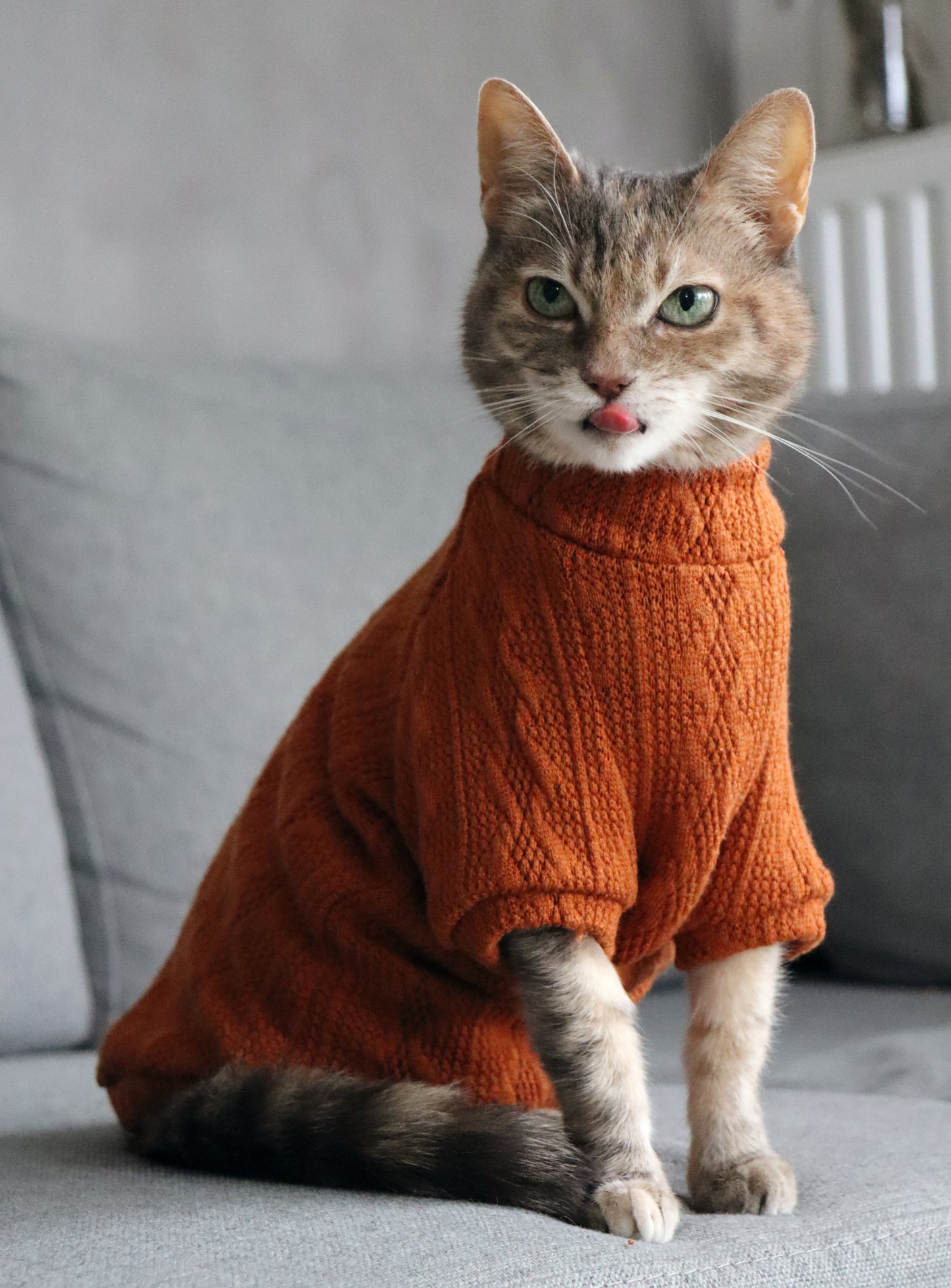 Orange sweater for Cat.  Pullover for Sphynx, hairless cats and all cats breeds