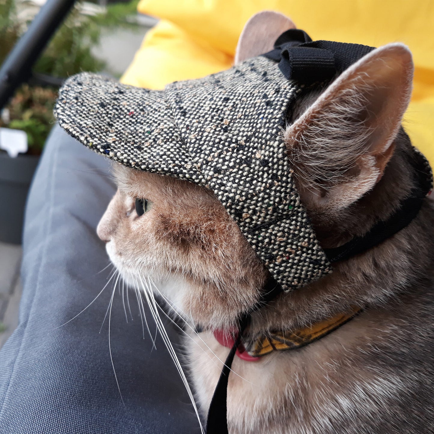 Tweed hat for cat